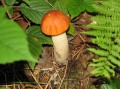 Przyroda