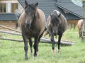 Przygoda Konna 2010