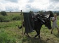Przygoda Konna 2010
