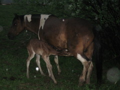 img_0049_1_1