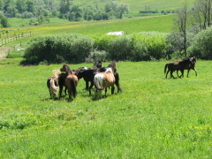 img_0516_1