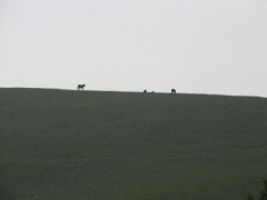 img_0810_1