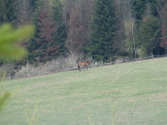 img_3250m_1