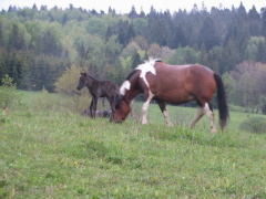 img_4635_1_1