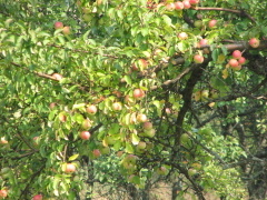 img_8691_1