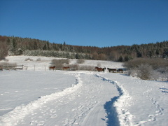 img_9006_1