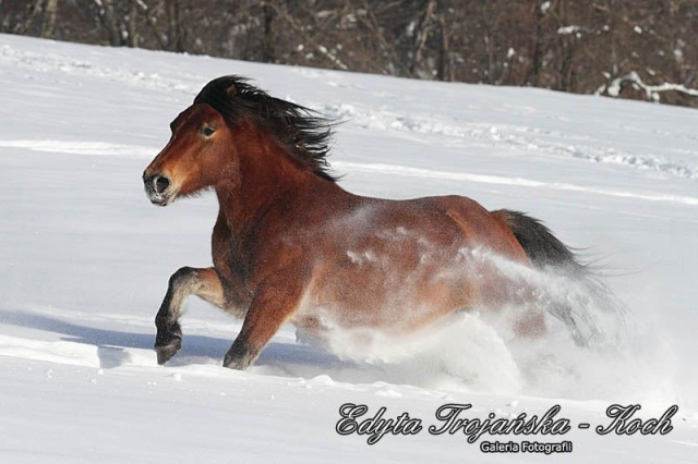zabawka_640